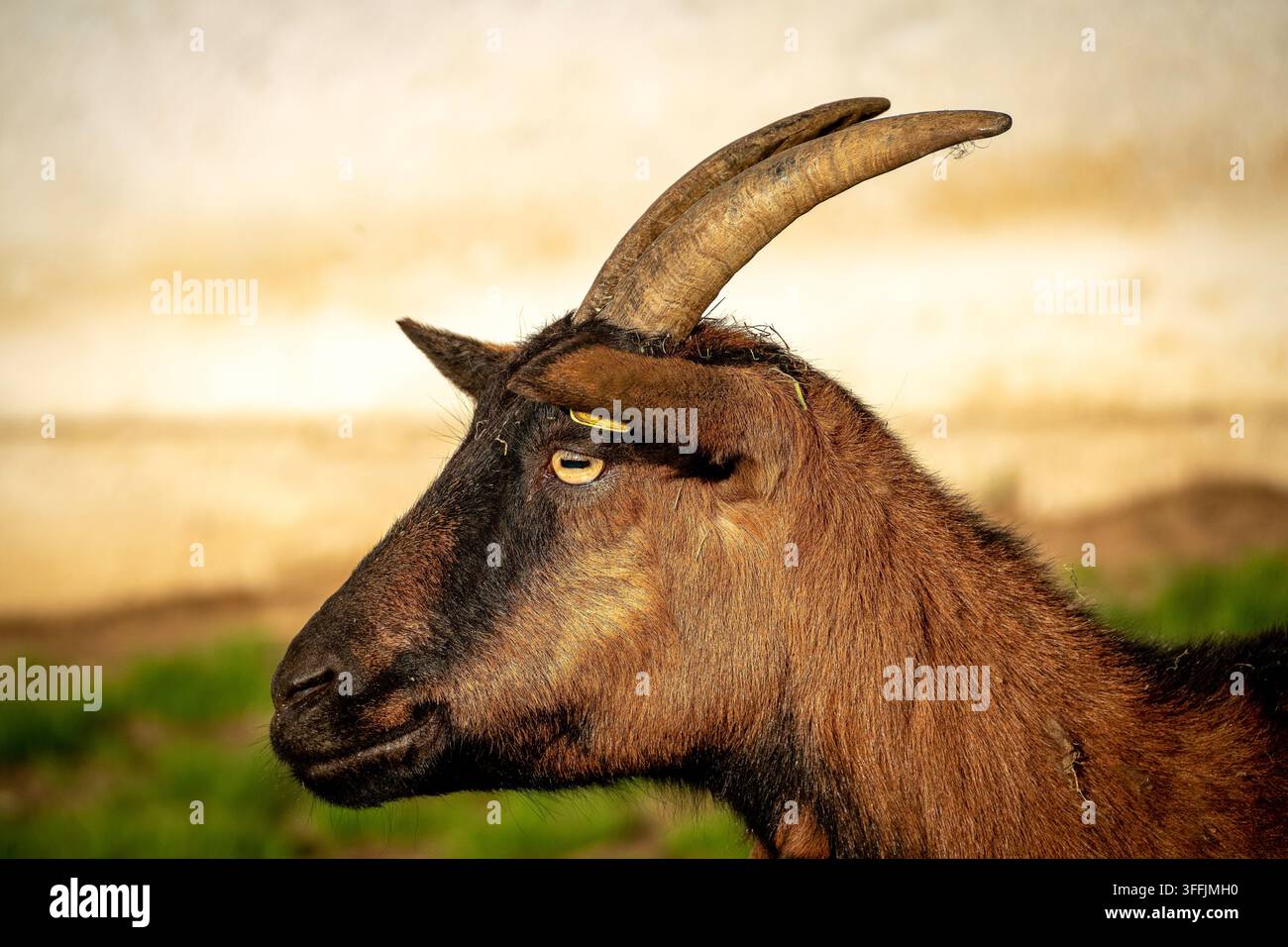 Una capra domestica marrone (Capra aegagrus hircus) con corna lunghe e curve e un’etichetta gialla all’orecchio è illuminata dalla calda luce del sole dell’ora dorata. Foto Stock