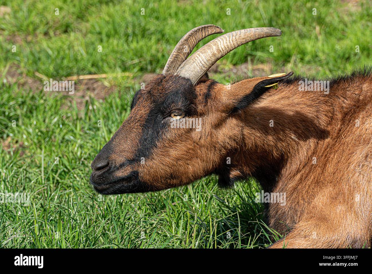 Una capra domestica marrone (Capra aegagrus hircus) con corna striate e una maschera facciale nera riposa in erba verde illuminata dal sole. Foto Stock