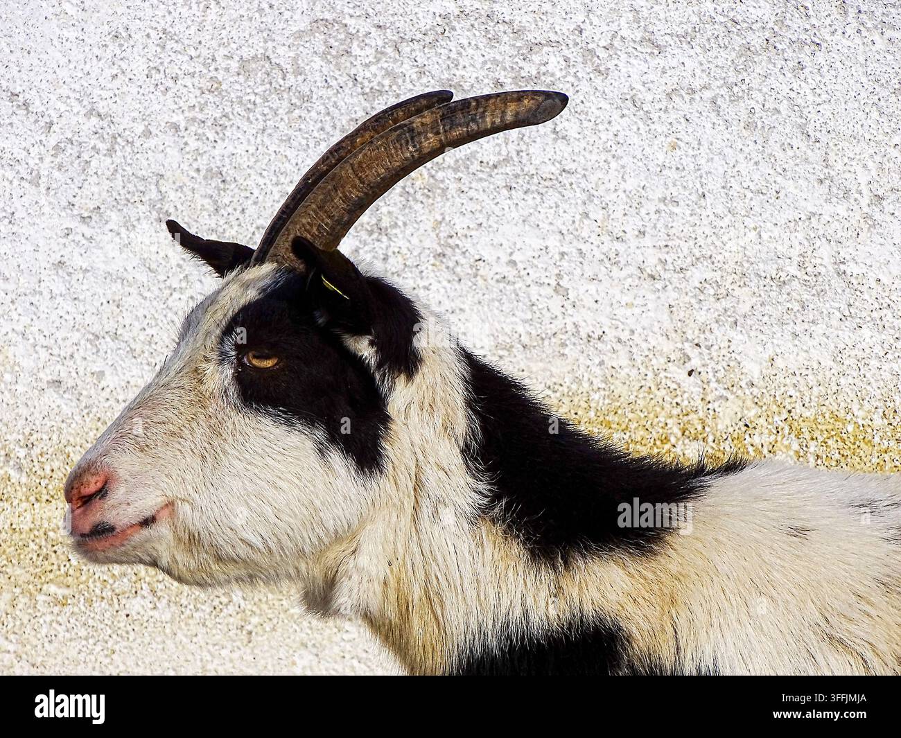 Una capra domestica pezzata nera e bianca (Capra aegagrus hircus) si trova di profilo, con le corna curve e l'occhio ambrato che risaltano su un muro intonacato rustico. Foto Stock