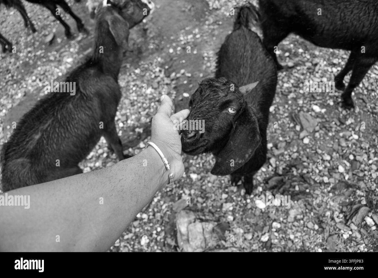 Interazione tra fotografo e capra mentre piove e la capra posa in molte pose. Foto Stock