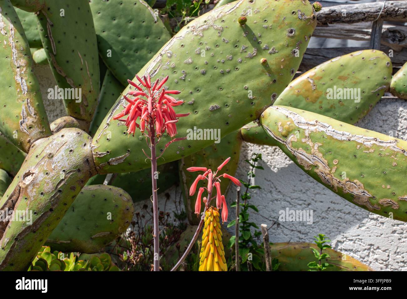 Aloe longibracteata davanti a un cactus Foto Stock