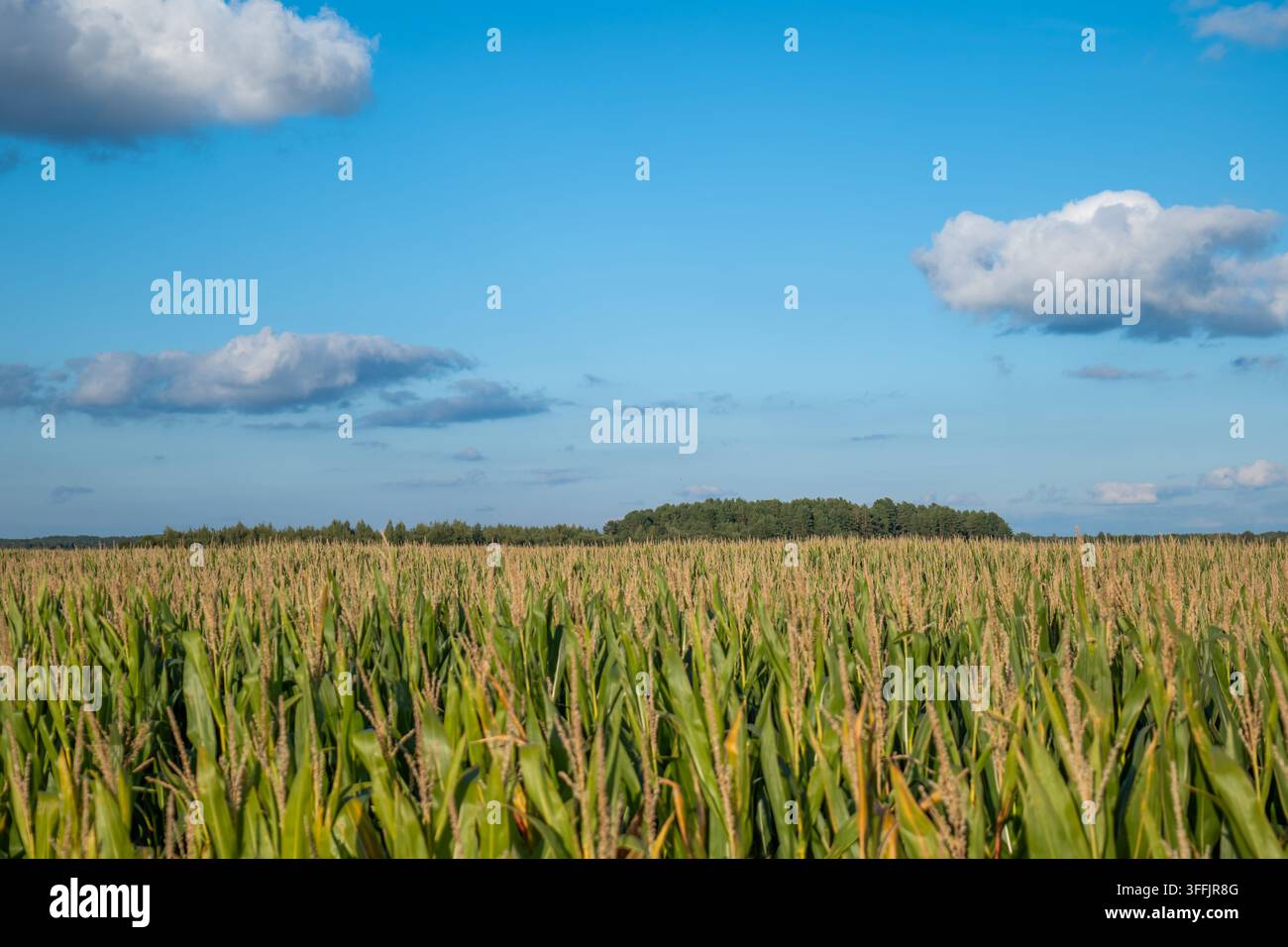 Un campo di mais maturo si estende attraverso il paesaggio fino a una linea di foresta scura sotto un cielo blu brillante con diverse nuvole bianche. La scena rurale rappresenta Foto Stock