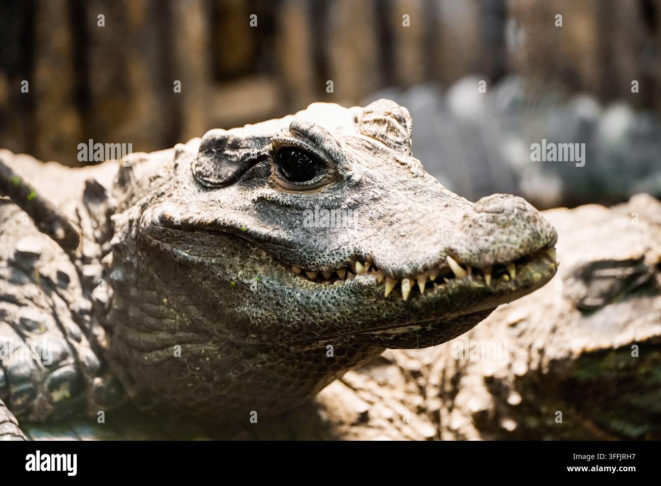Ritratto di un coccodrillo. Primo piano dell'animale. Crocodylia. Foto Stock