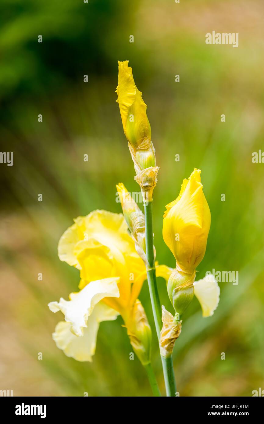 Fiori di giglio gialli. Primo piano di una pianta in fiore. Foto Stock