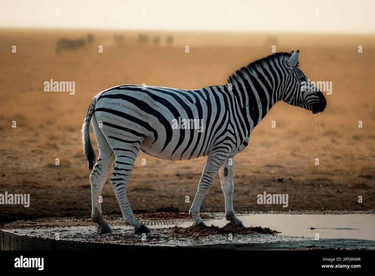 Zebra che beve a una pozza d'acqua nella savana namibiana Foto Stock