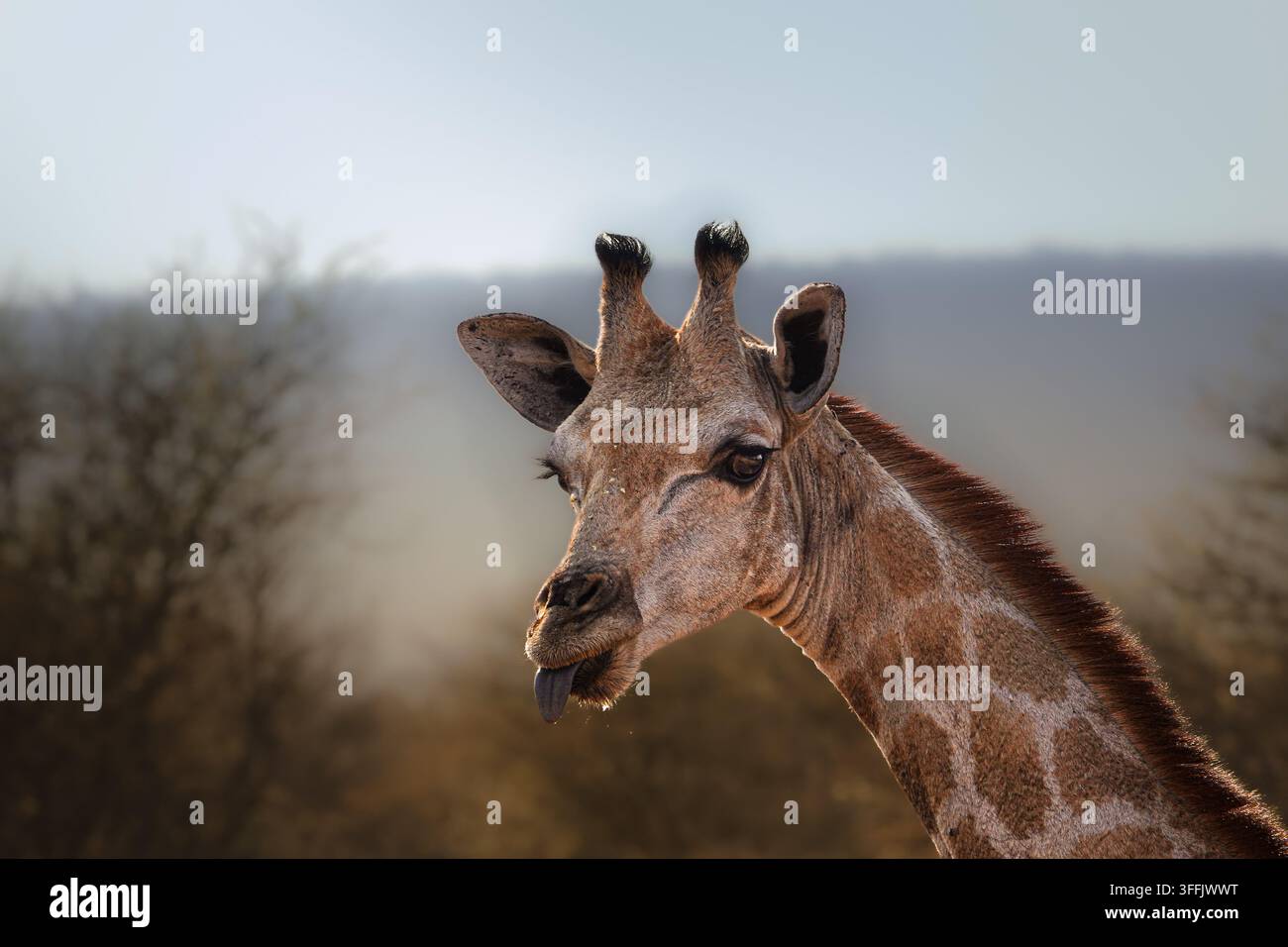 Giraffa che allunga la lingua nella savana namibiana Foto Stock