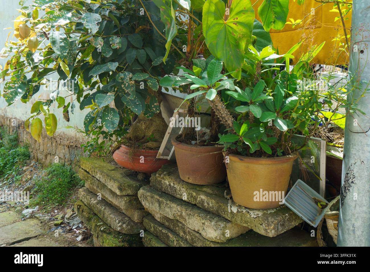 Piante in vaso su pietre impilate in un patio all'aperto. Foto Stock