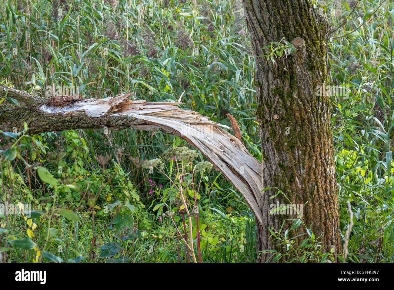 Tronco d'albero spezzato a metà dopo una violenta tempesta nella foresta. Metafora concettuale di crisi, danni e esaurimento psicologico Foto Stock
