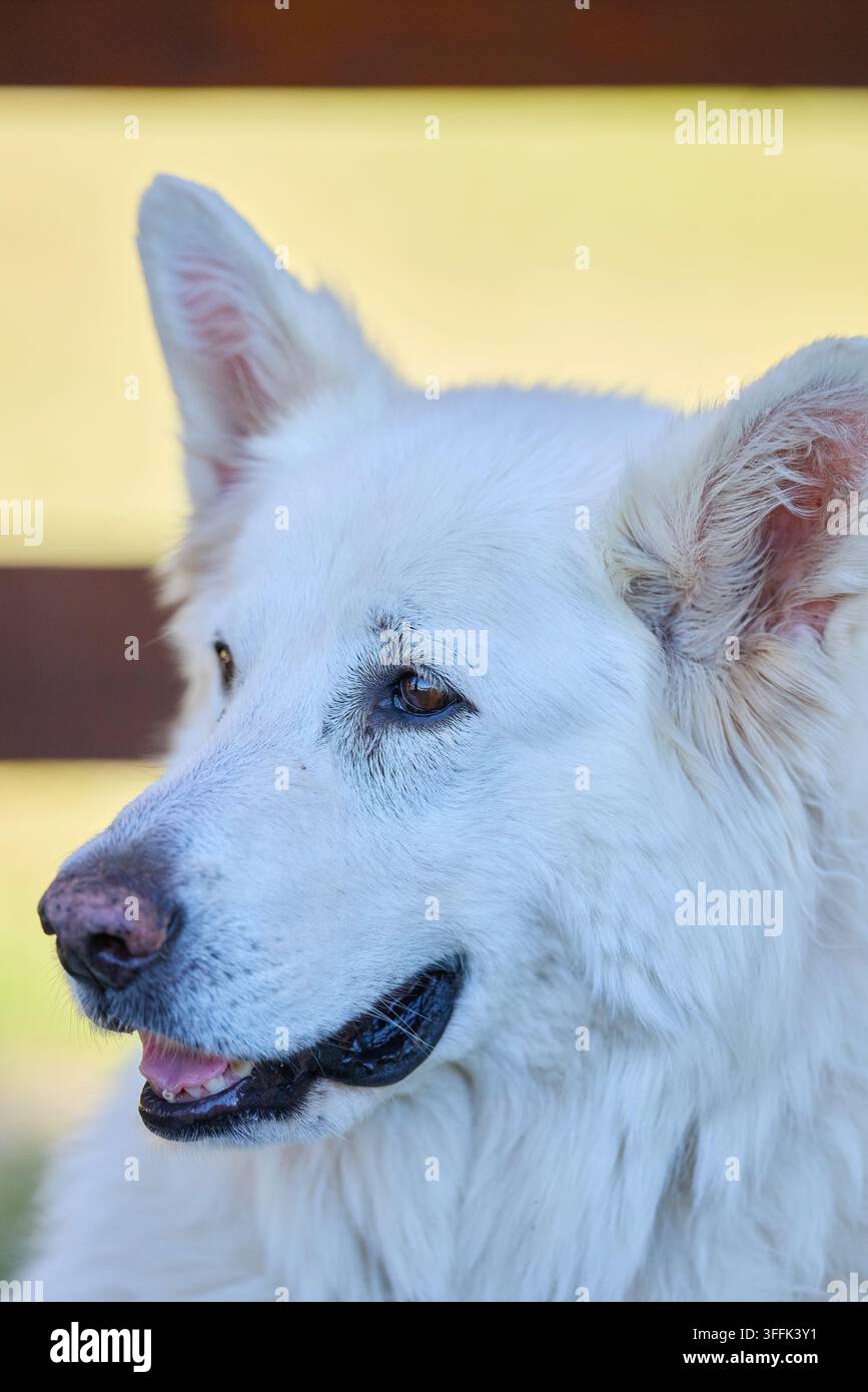 Ritratto dettagliato di una femmina di cane Pastore Bianco Svizzero Foto Stock