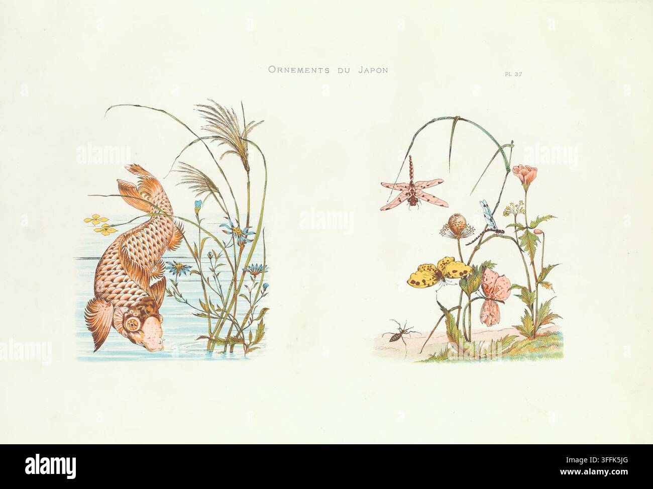 Design giapponese per decorazioni, fiori e farfalle, pesci. 1883 Questa illustrazione vintage è delicatamente divisa in due composizioni verticali. A sinistra, un pesce koi si inarca con grazia sotto le canne e le piante acquatiche lungo la riva, le sue squame scintillanti e l'eleganza naturale rese con precisione. A destra, l'attenzione si sposta su una disposizione botanica vivace di vita insettica: farfalle, libellule e scarabei volano o strisciano tra papaveri, margherite ed erbe selvatiche. I pannelli contrastanti celebrano sia la natura acquatica che terrestre, sottolineando l'armonia attraverso dettagli intricati e il Foto Stock