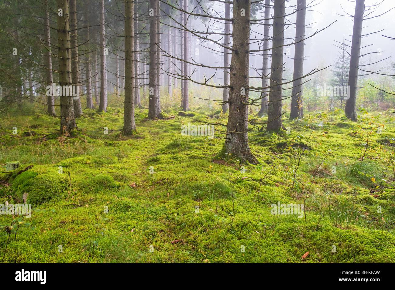 Bosco di abeti con muschio verde sul suolo della foresta Foto Stock