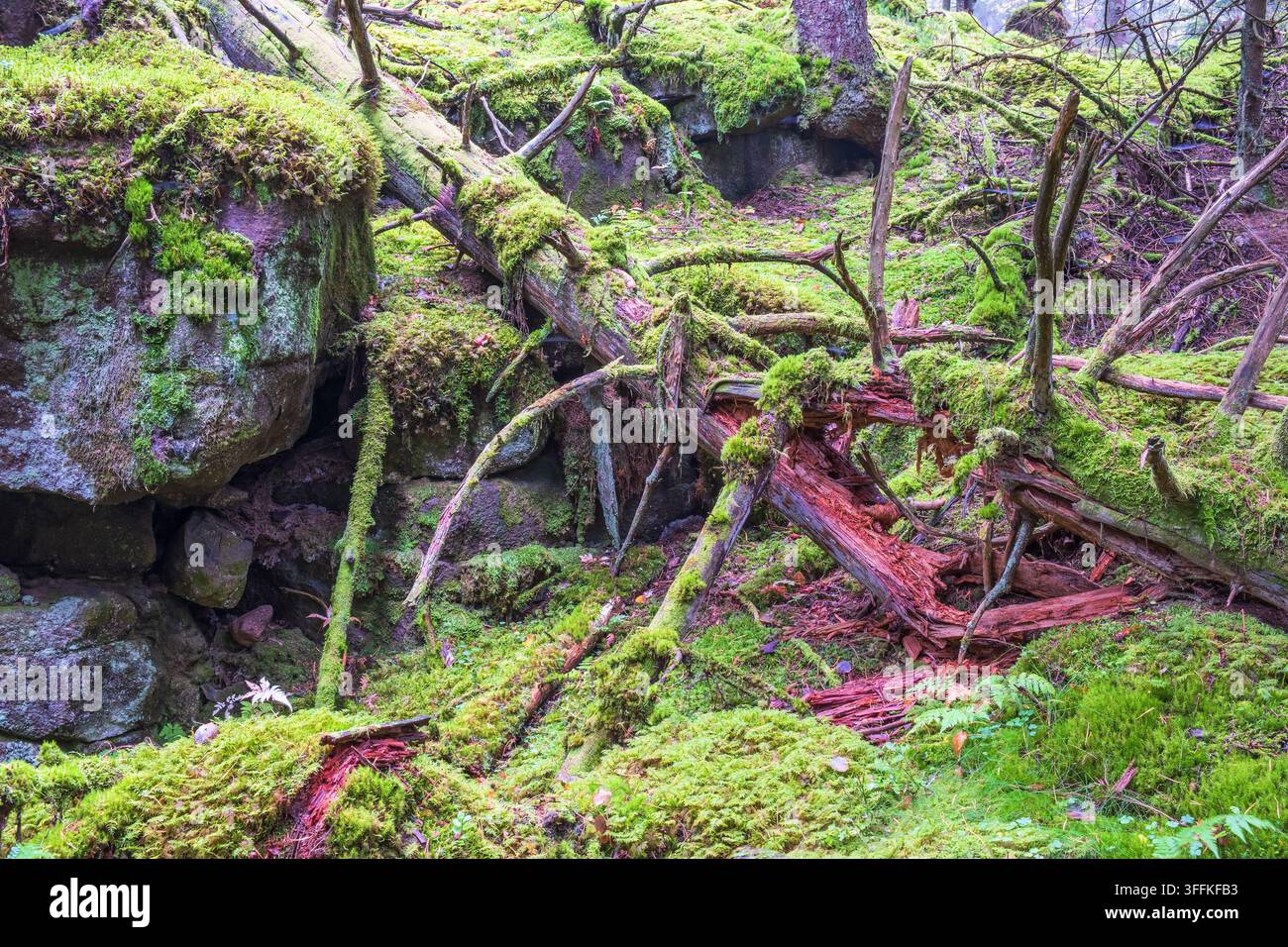 Vecchio tronco marcio con muschio verde Foto Stock