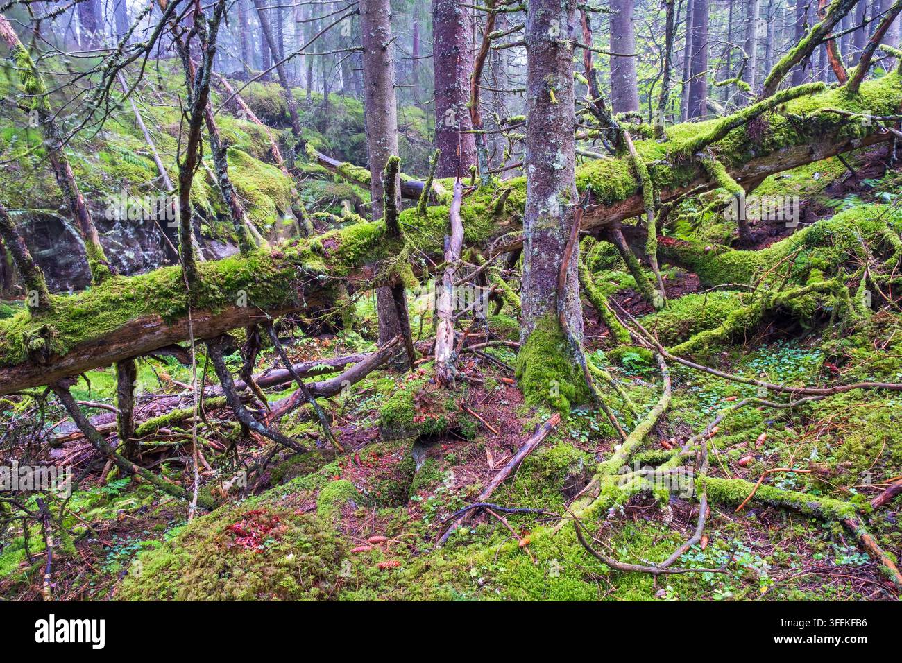 Albero caduto coperto di muschio verde in una vecchia foresta Foto Stock