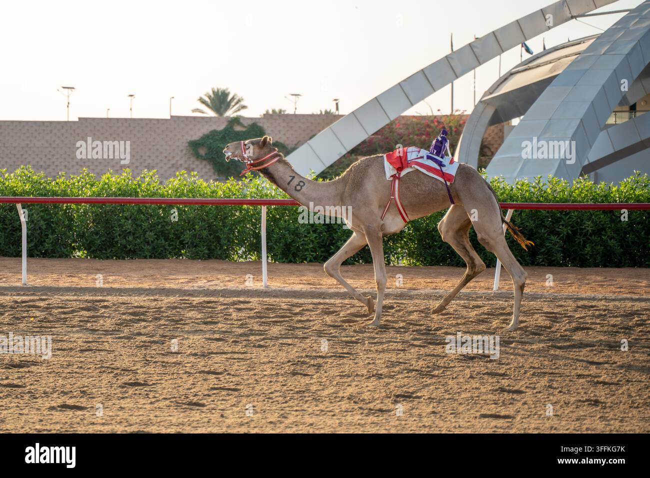 Vista aerea di una corsa di cammelli con un fantino robotico sull'ippodromo di Al Wathba ad Al Wathba, Abu Dhabi, Emirati Arabi Uniti. Foto Stock