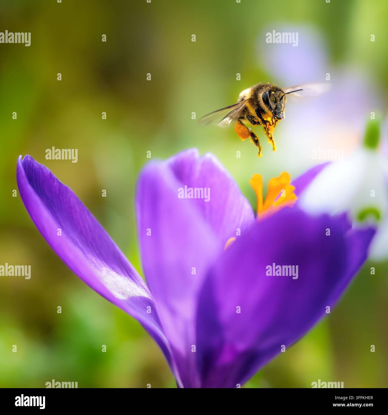 Ape mellifera che volteggia a mezz'aria sopra le anterie giallo-arancio di un fiore di croco viola. Questo primo piano della natura primaverile isola l'impollinatore volante Foto Stock