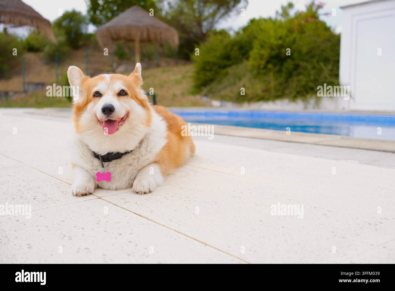 Corgi felice sdraiato accanto a una piscina con spazio libero per la pubblicità Foto Stock