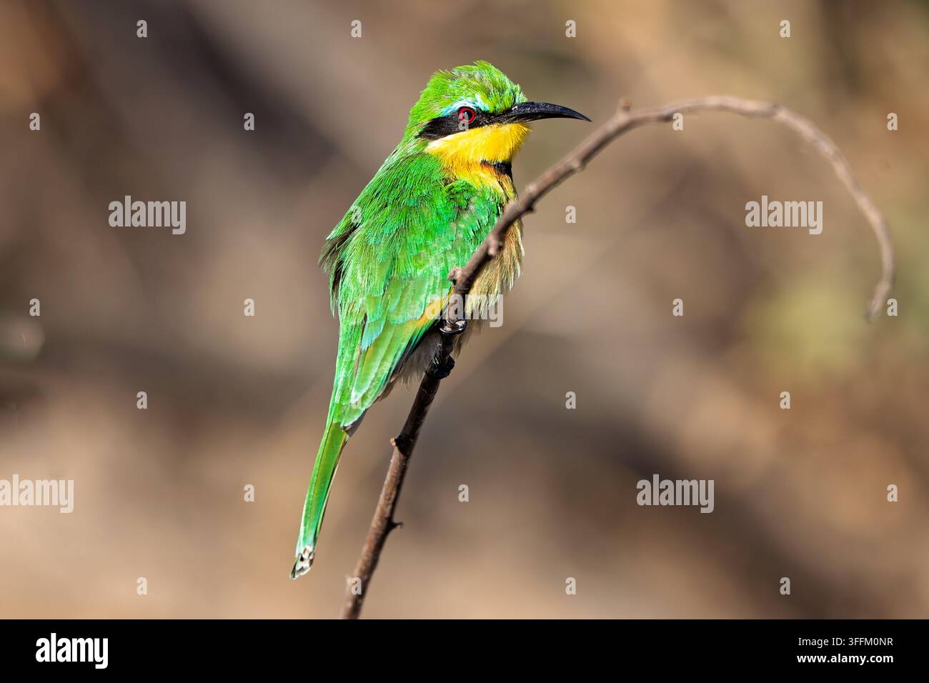 Bee-eater a coda biforcuta appollaiato su un ramo in Africa Foto Stock