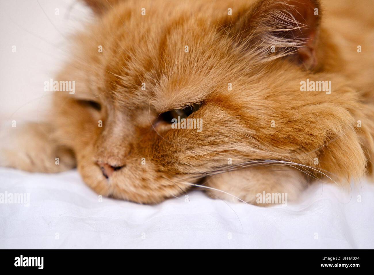 Ritratto ravvicinato di un gatto rosso a pelo lungo rilassato che riposa in interno Foto Stock