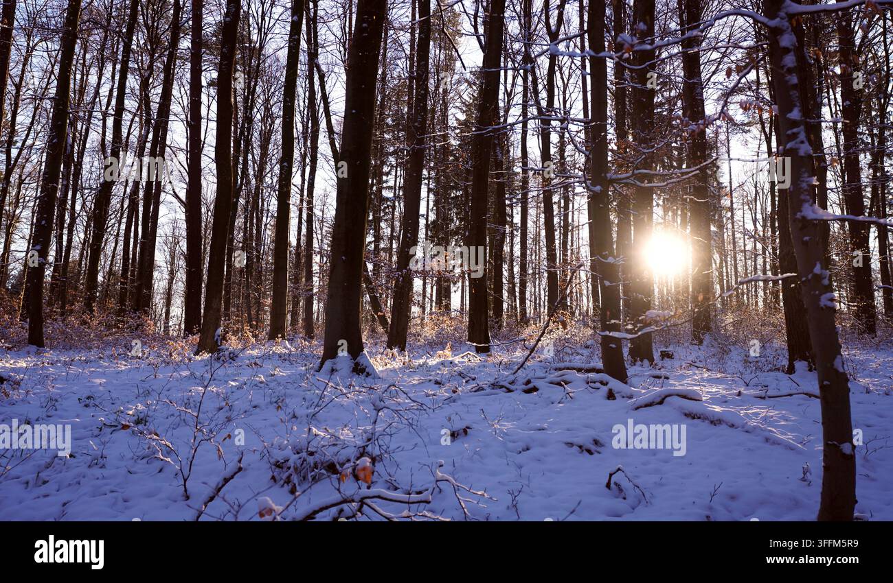Una foresta silenziosa nel Wienerwald, Tullnerbach, Austria con alberi alti e uno strato soffice di neve sul terreno Foto Stock