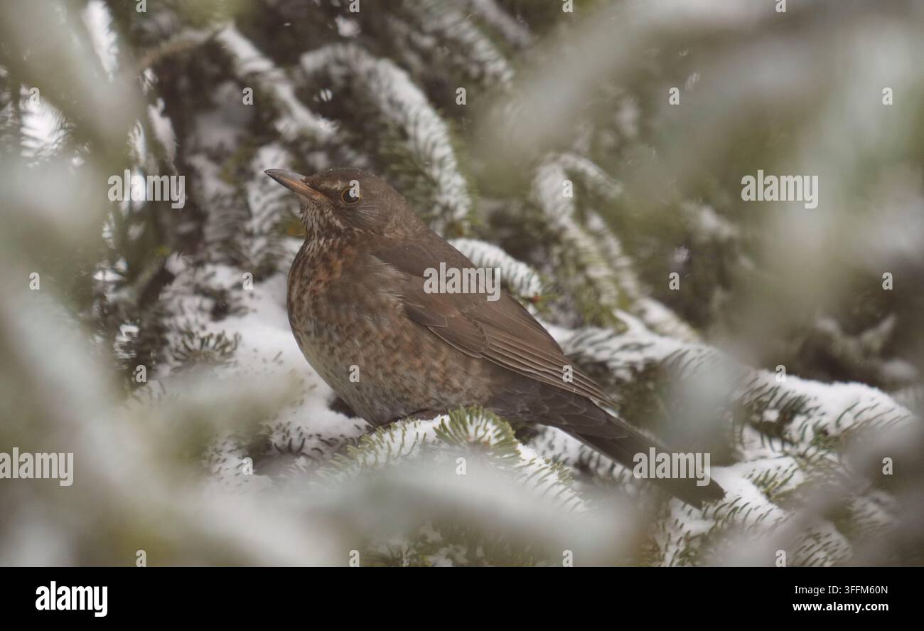 Un merlo nero femmina (Turdus merula) è seduto tra i rami di conifere coperti di neve Foto Stock