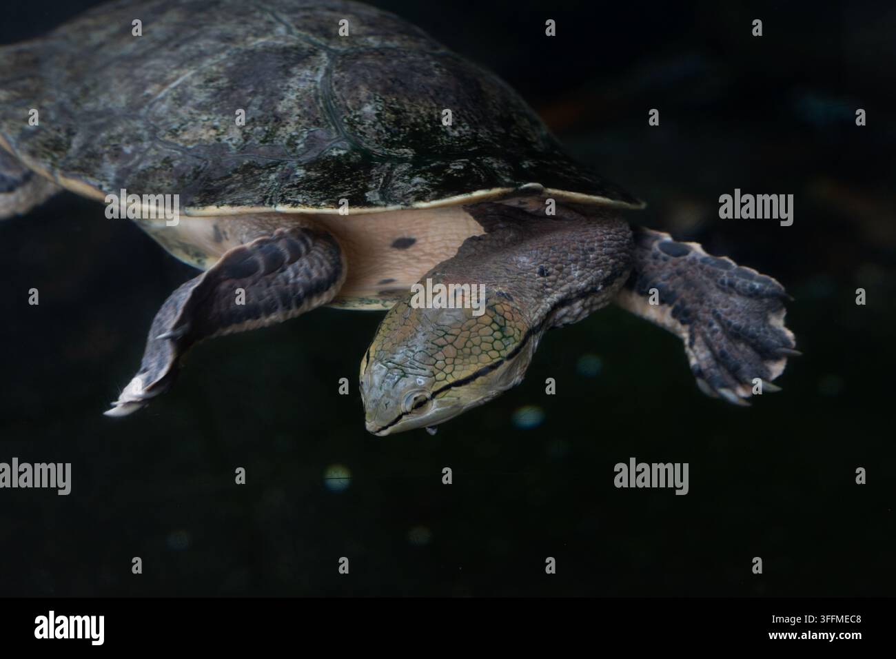 Una tartaruga dal collo laterale nell'acqua - Pleurodira. Foto Stock