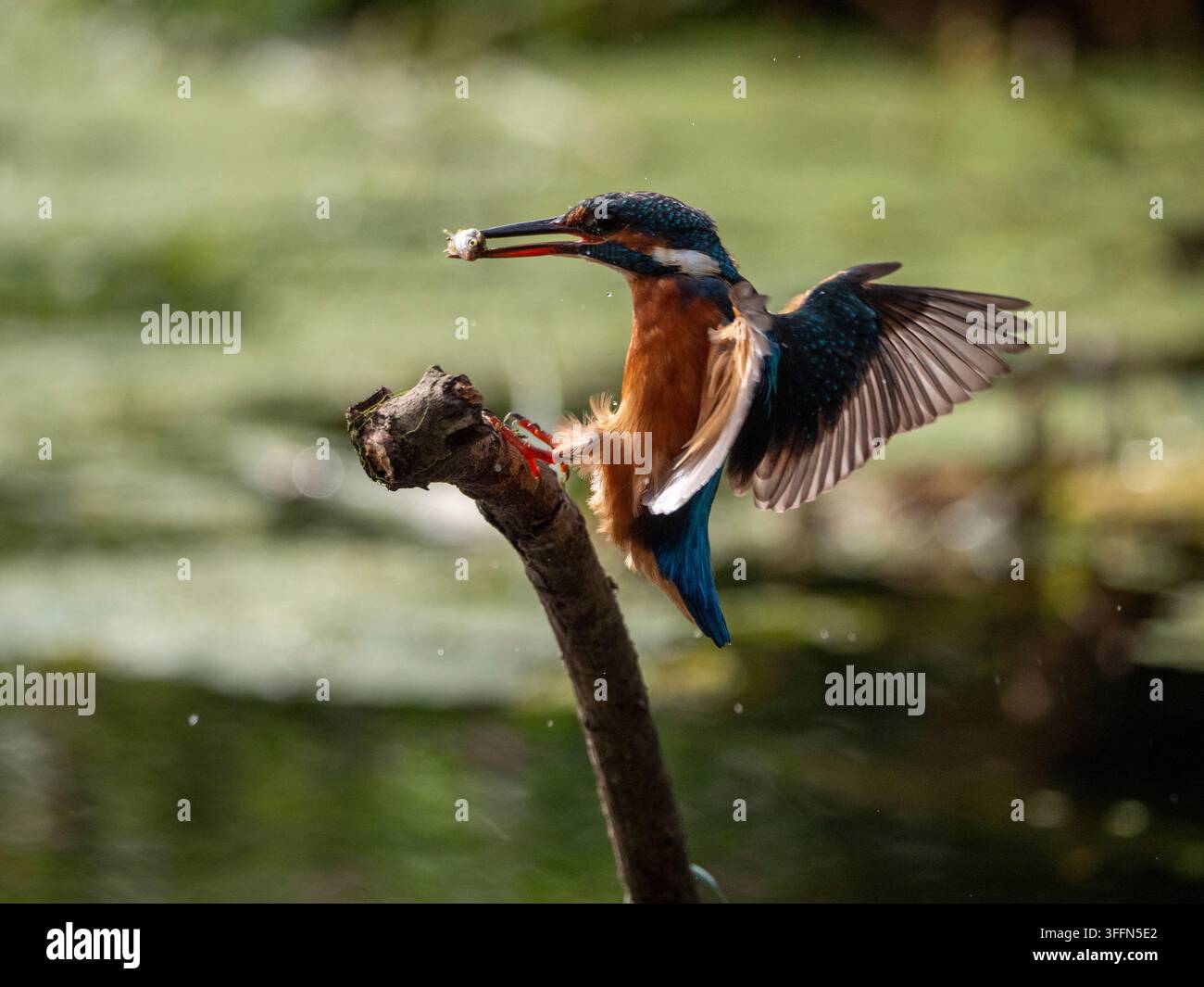 Martin pescatore eurasiatico che atterra su un trespolo di legno con un piccolo pesce nel becco. Foto Stock