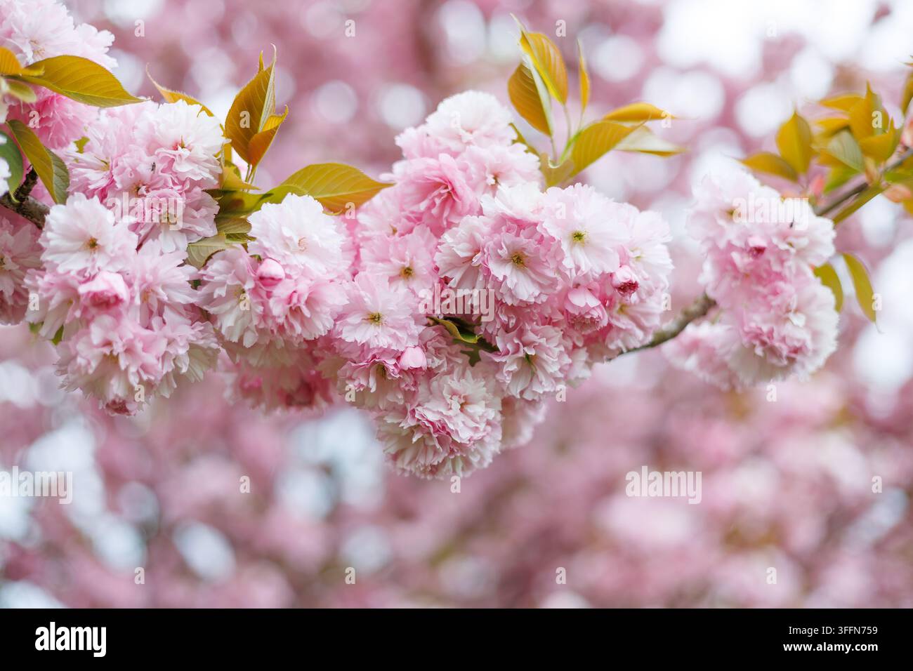 Grappoli rigogliosi di fiori di ciliegio giapponesi doppi rosa in fiore su un ramo contro uno sfondo pastello sognante con un morbido bokeh naturale. Foto Stock