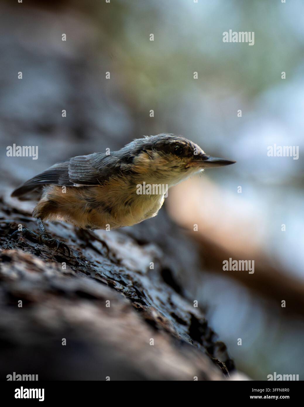 Picogrosso eurasiatico (Sitta europaea) di profilo su corteccia di pino, Mörtö, arcipelago di Stoccolma, Svezia, luglio 2025. Foto Stock