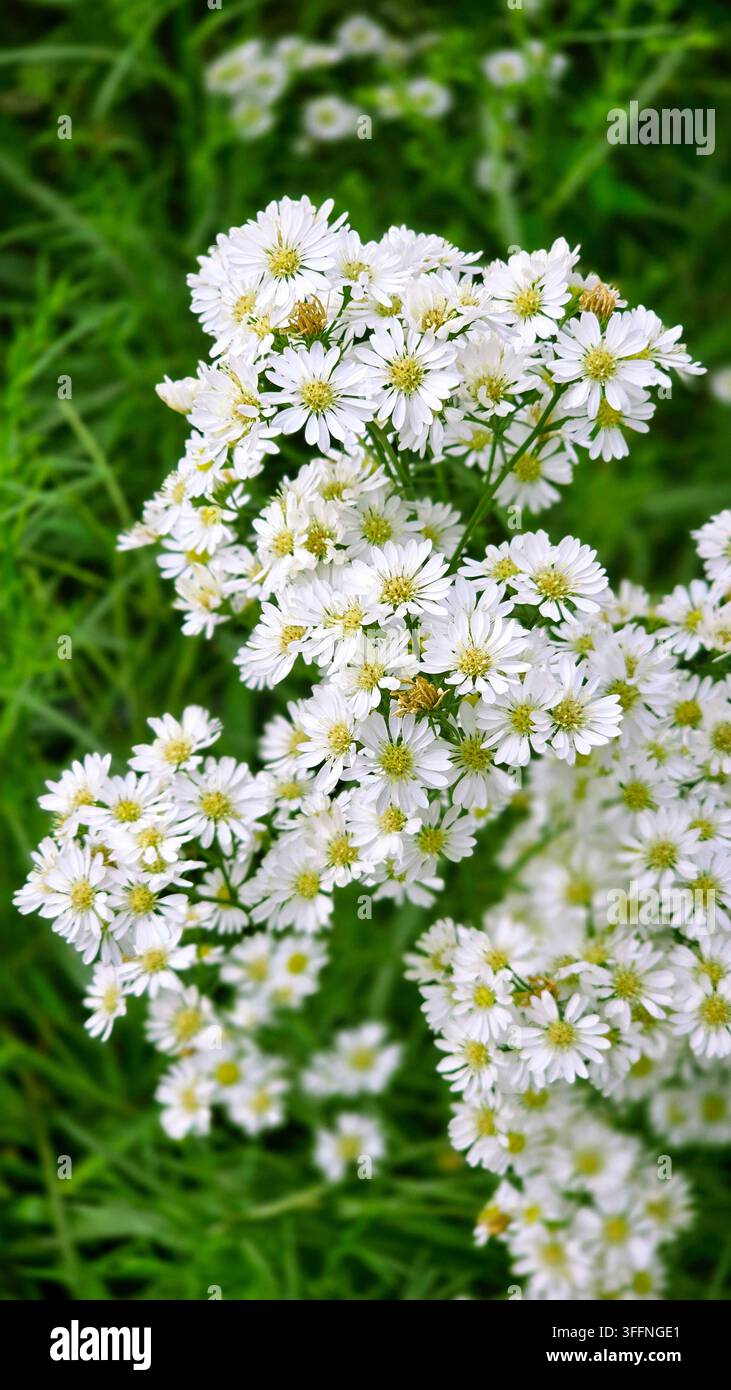 Grappoli di piccoli fiori di aster bianchi con centri giallo-verdi che fioriscono tra una vegetazione lussureggiante, formando una delicata esposizione floreale in un giardino naturale - Immagine stock catturata con smartphone