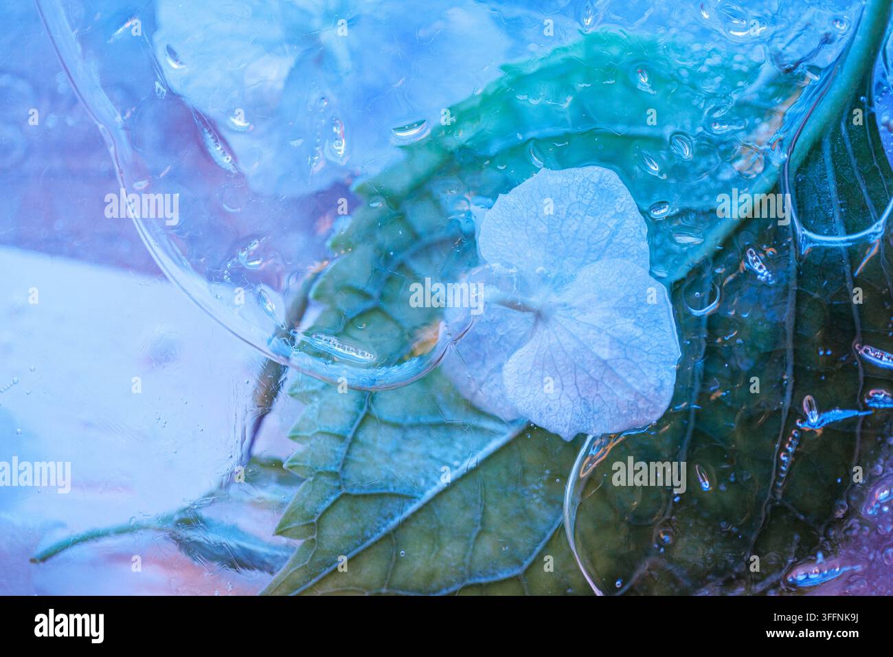 Petalo e foglia di ortensia blu congelati nel ghiaccio con dettagli astratti Foto Stock