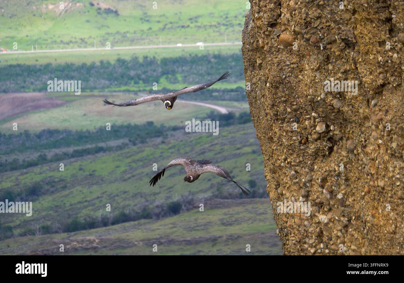 2 condor delle Ande giovanili che volano vicini lungo una parete rocciosa. Foto Stock