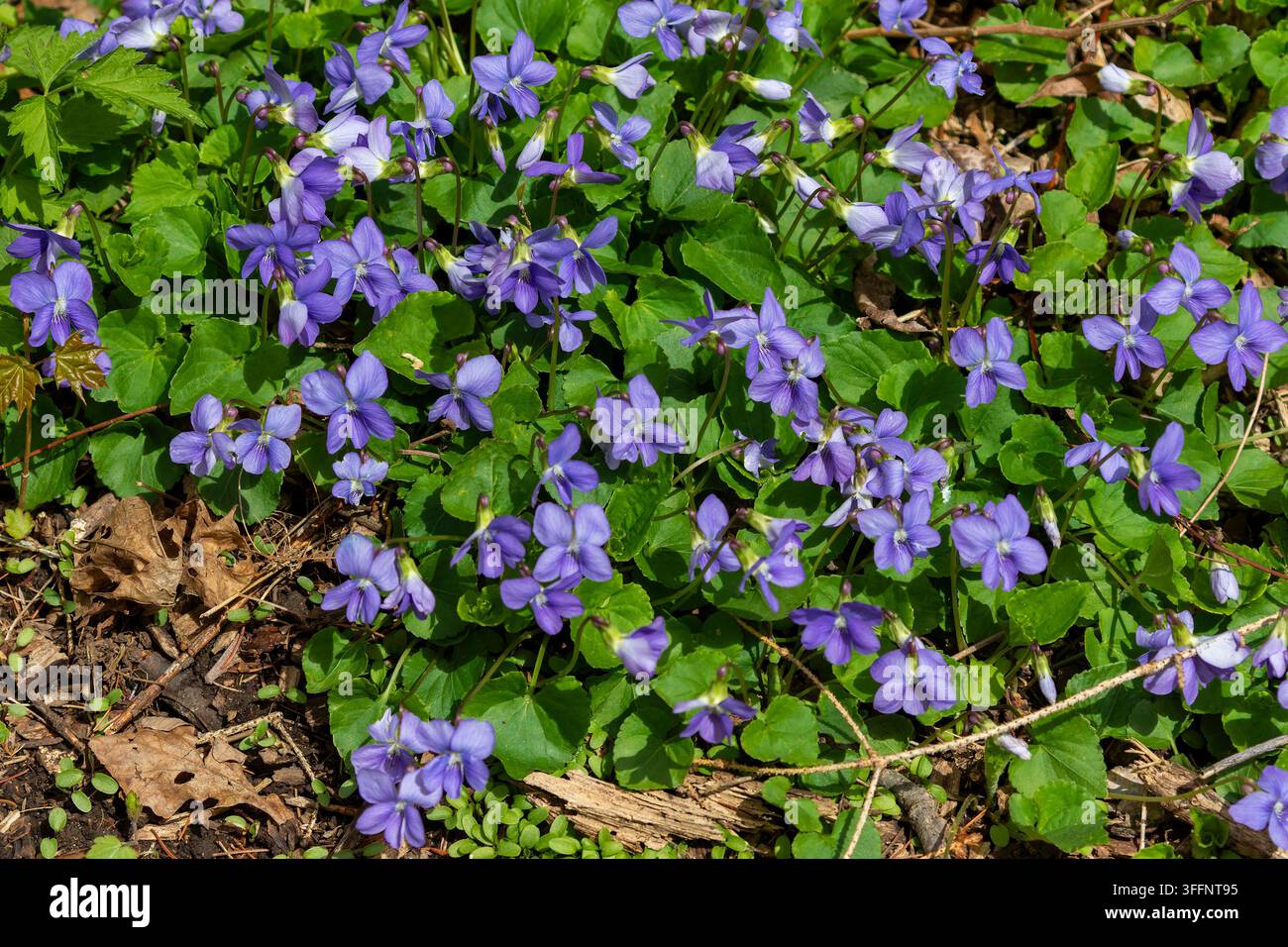 Viola blu comune (Viola sororia), una fiore selvatica perenne autoctona che si trova spesso nelle zone boschive e nei prati. Foto Stock