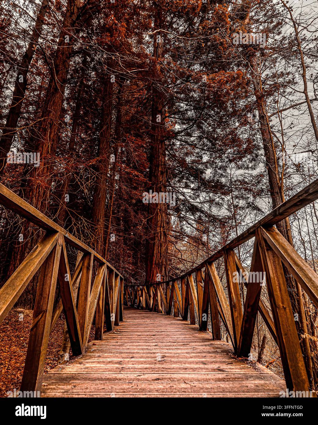 Passerella di legno rustica che si estende in una fitta foresta con alberi alti e marrone-rossastri contro un cielo nuvoloso Foto Stock