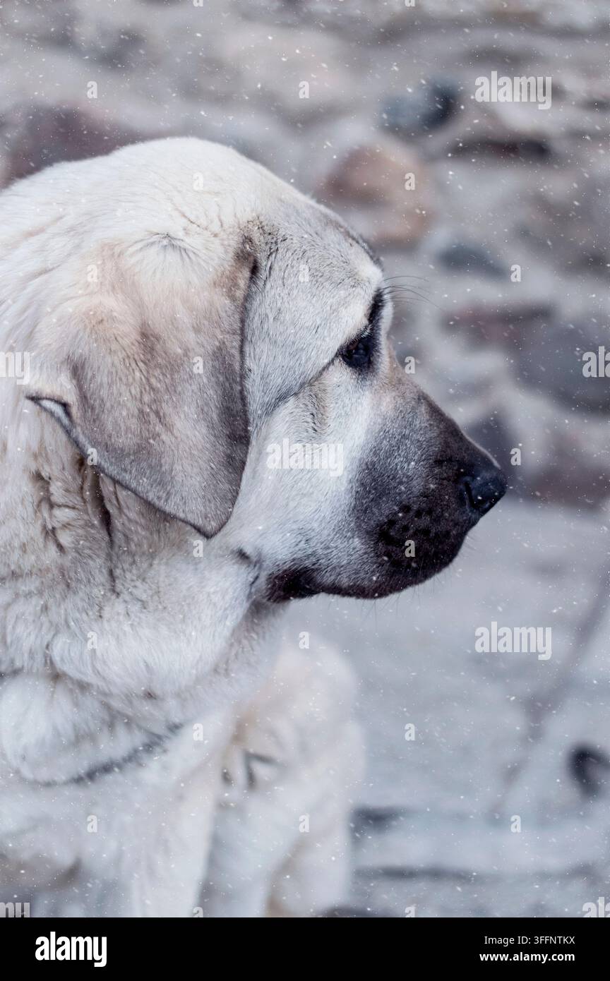 Profilo di un cane da pastore anatolico Foto Stock