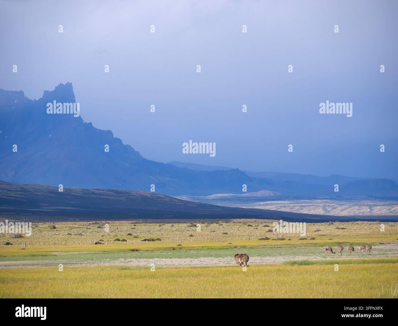 Piccolo gruppo di Darwins Rhea o Nandu che pascola in una vega prosciugata della steppa patagonica con la formazione rocciosa della Sierra Baguales sullo sfondo. Foto Stock