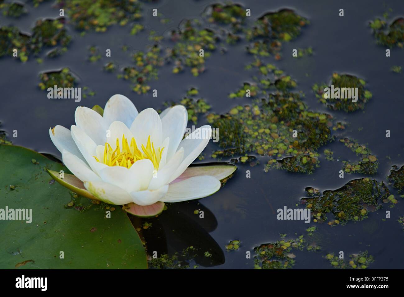 Ninfea bianca (Nymphaea), che galleggia sulla superficie dell'acqua tra foglie verdi. Foto di alta qualità Foto Stock