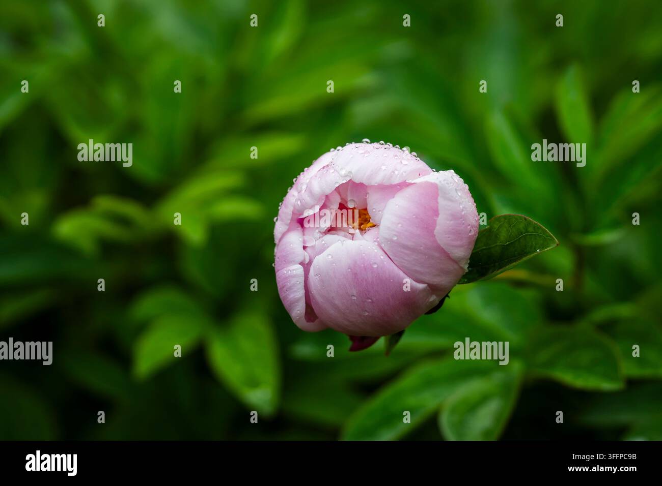 Paeonia lactiflora ‘Koningin Wilhelmina‘, peonia, una varietà storica del 1912 con una grande fioritura doppia in delicati toni di rosa lavanda e rosa pallido Foto Stock