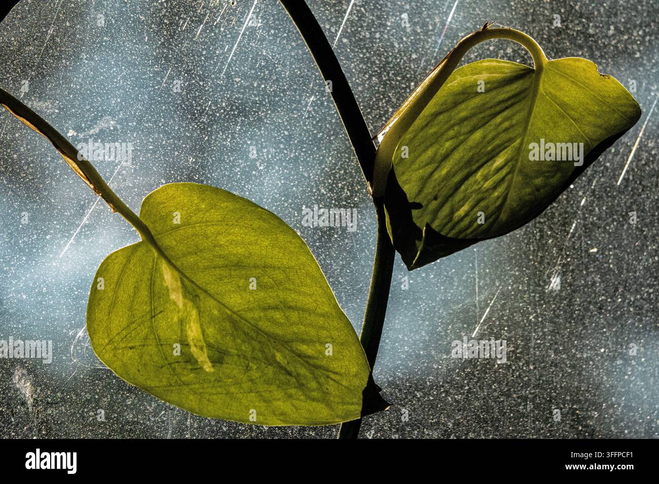 le foglie verdi a forma di cuore di una pianta d’appartamento come un pothos o un filodendro contro una finestra graffiata Foto Stock