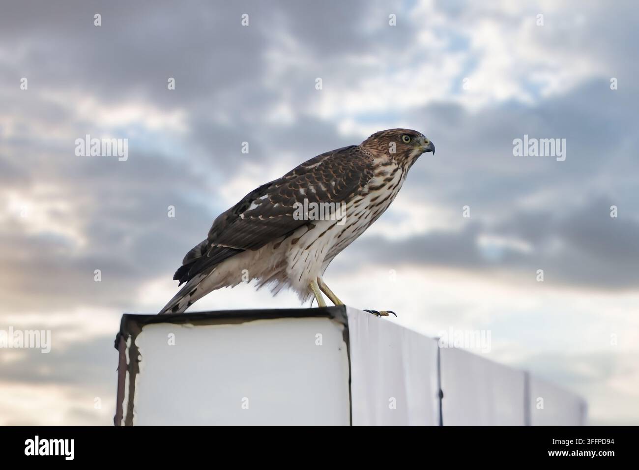 Falco di Cooper seduto su un tetto. Foto Stock