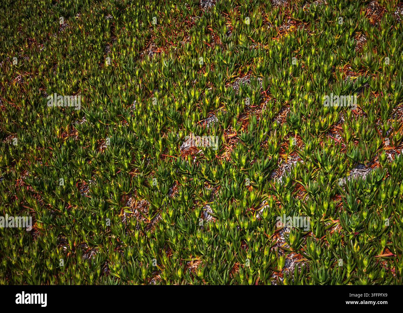 Piante di ghiaccio autostradali che coprono il terreno Foto Stock