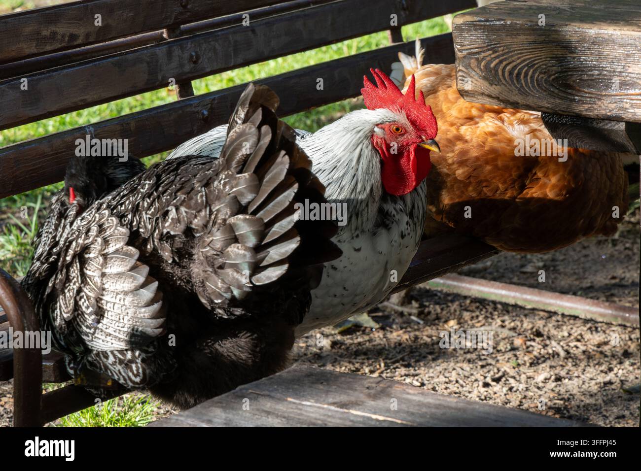 Vista dettagliata di galline colorate che riposano su una panca di legno all'aperto, vita rurale in fattoria, stile di vita delle pollame. Foto Stock