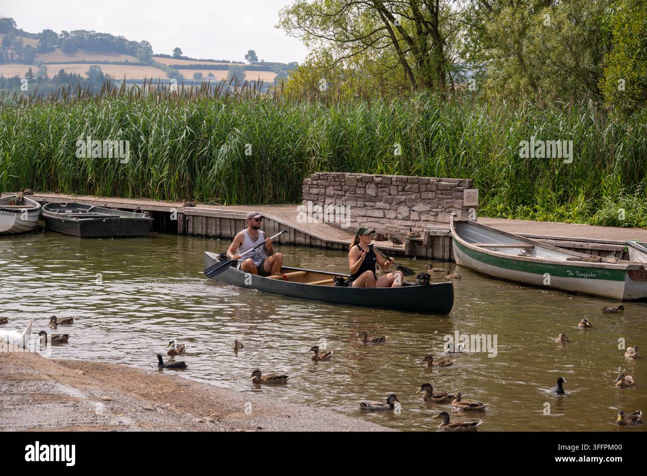 Un uomo e una donna e due cani si godono una tranquilla gita in canoa su un lago calmo, con anatre che nuotano nelle vicinanze e una vegetazione rigogliosa di canne lungo la riva Foto Stock
