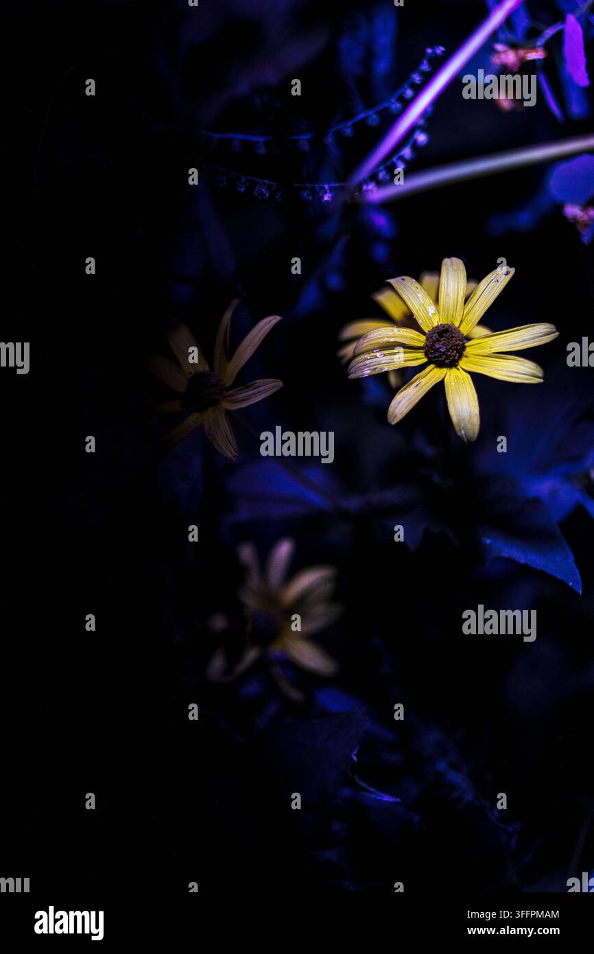 Un girasole della foresta sotto una luce nera UV di notte Foto Stock