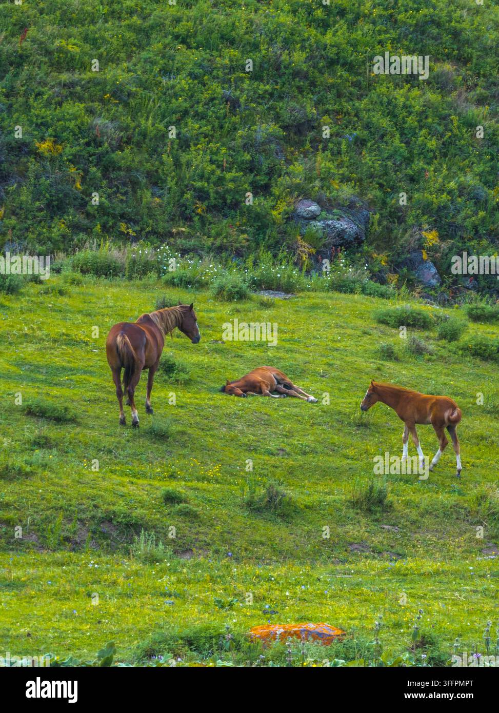 Tre cavalli, tra cui un adulto e due puledri, pascolano tranquillamente su una collina verde e rigogliosa. Il paesaggio vivace è punteggiato di fiori selvatici, creando un'atmosfera serena. Foto Stock