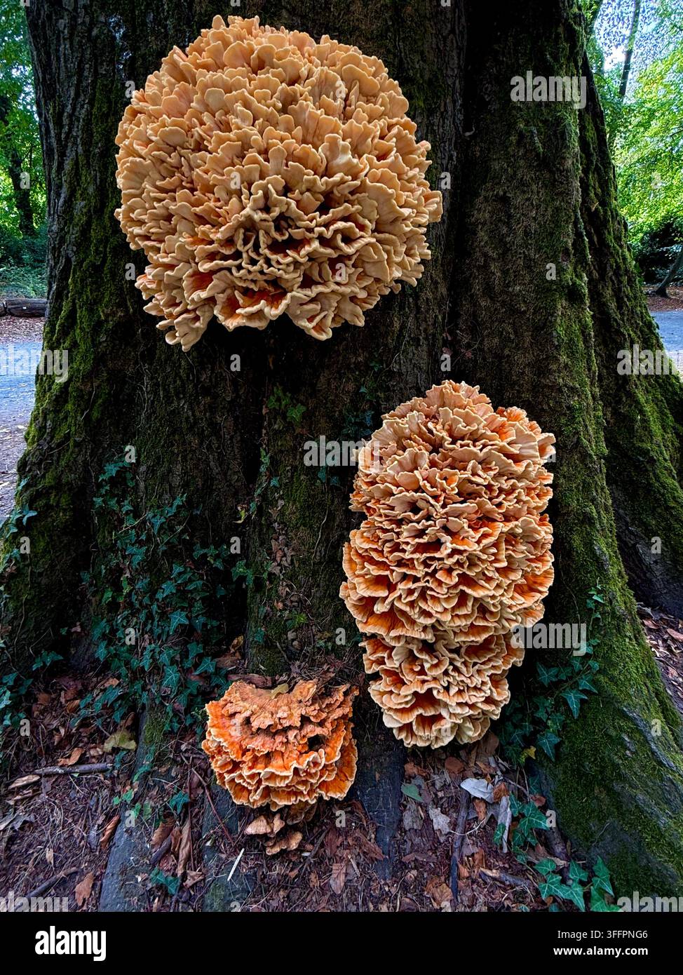 Grandi funghi cavolfiore (Sparassis crispa) che formano corpi fruttiferi caratteristici e increspati su un albero coperto di muschio in un parco ad Anversa, Belgio Foto Stock