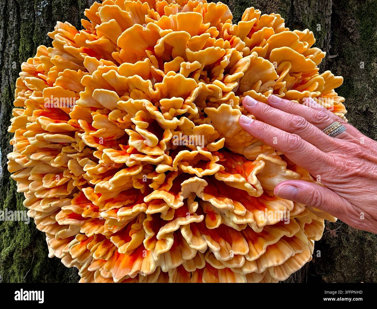 Grandi funghi cavolfiore (Sparassis crispa) che formano corpi fruttiferi caratteristici e increspati su un albero coperto di muschio in un parco ad Anversa, Belgio Foto Stock
