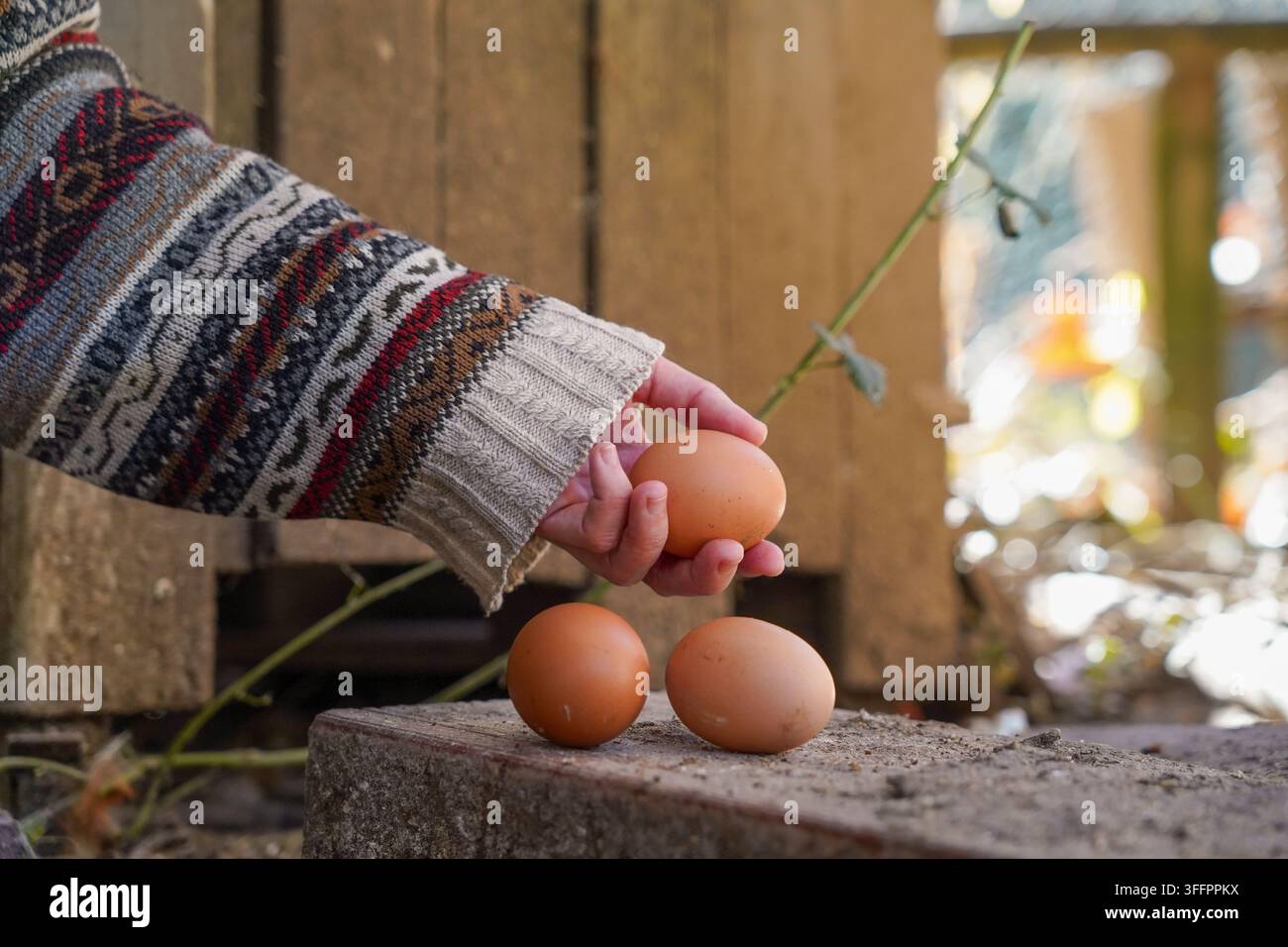 Primo piano di una contadina che tiene un uovo marrone fresco accanto a un pollaio rustico, simboleggiando l'agricoltura biologica, la cura delle pollastre in cortile e la sostenibilità Foto Stock