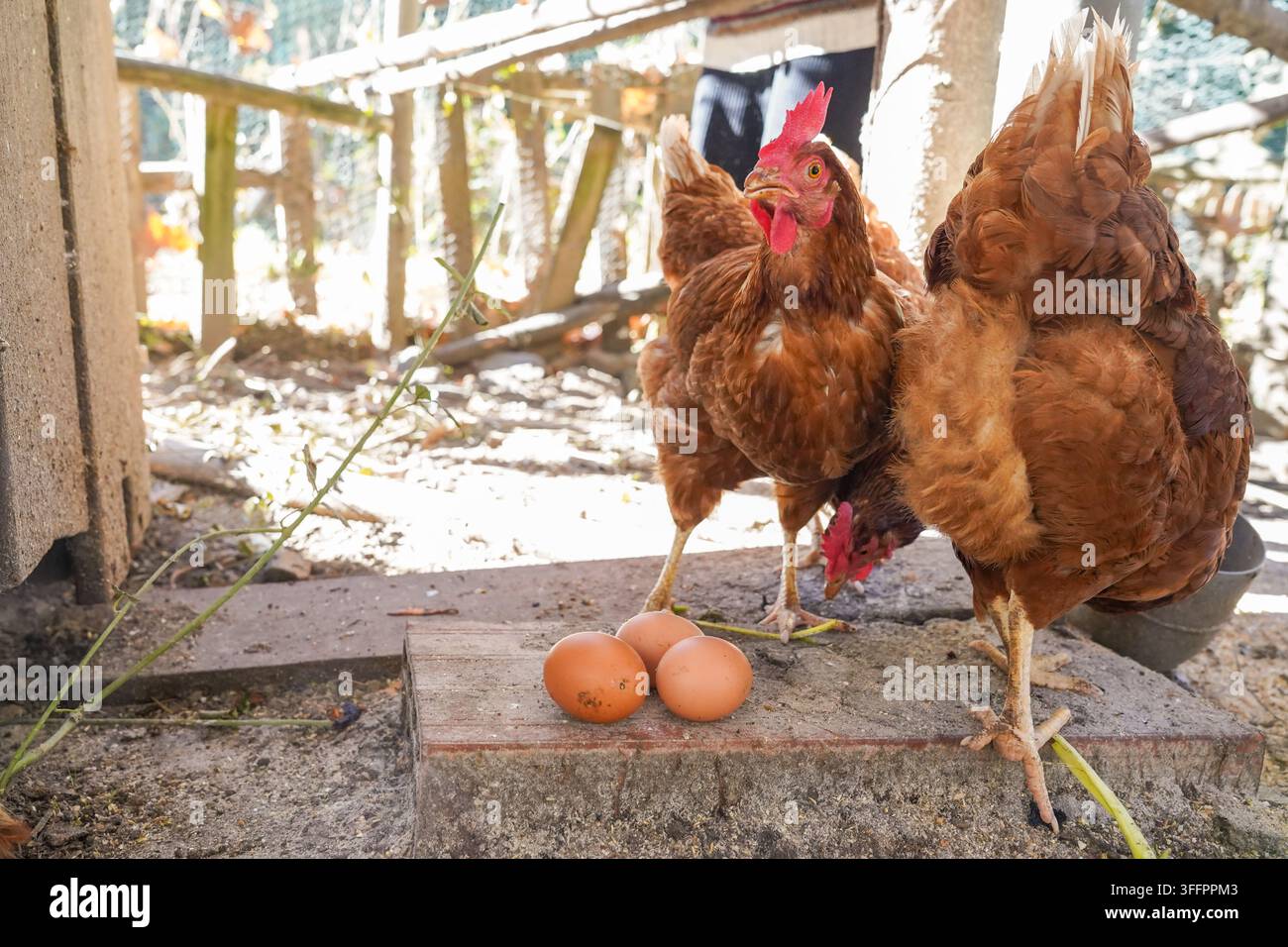 Polli marroni a libero pastoio stanno accanto a uova appena deposte in un pollaio rustico in una fattoria biologica di campagna, illustrando l'allevamento sostenibile di pollame e Foto Stock