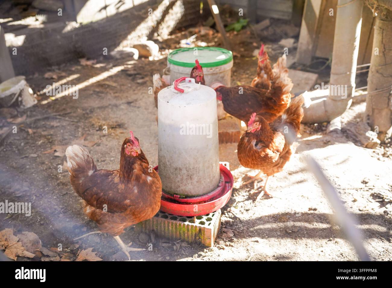 Polli marroni si radunano intorno a un mangiatoio di plastica in un pollaio rurale illuminato dal sole, illustrando l'allevamento biologico di pollame, la cura degli animali e la campagna tradizionale Foto Stock