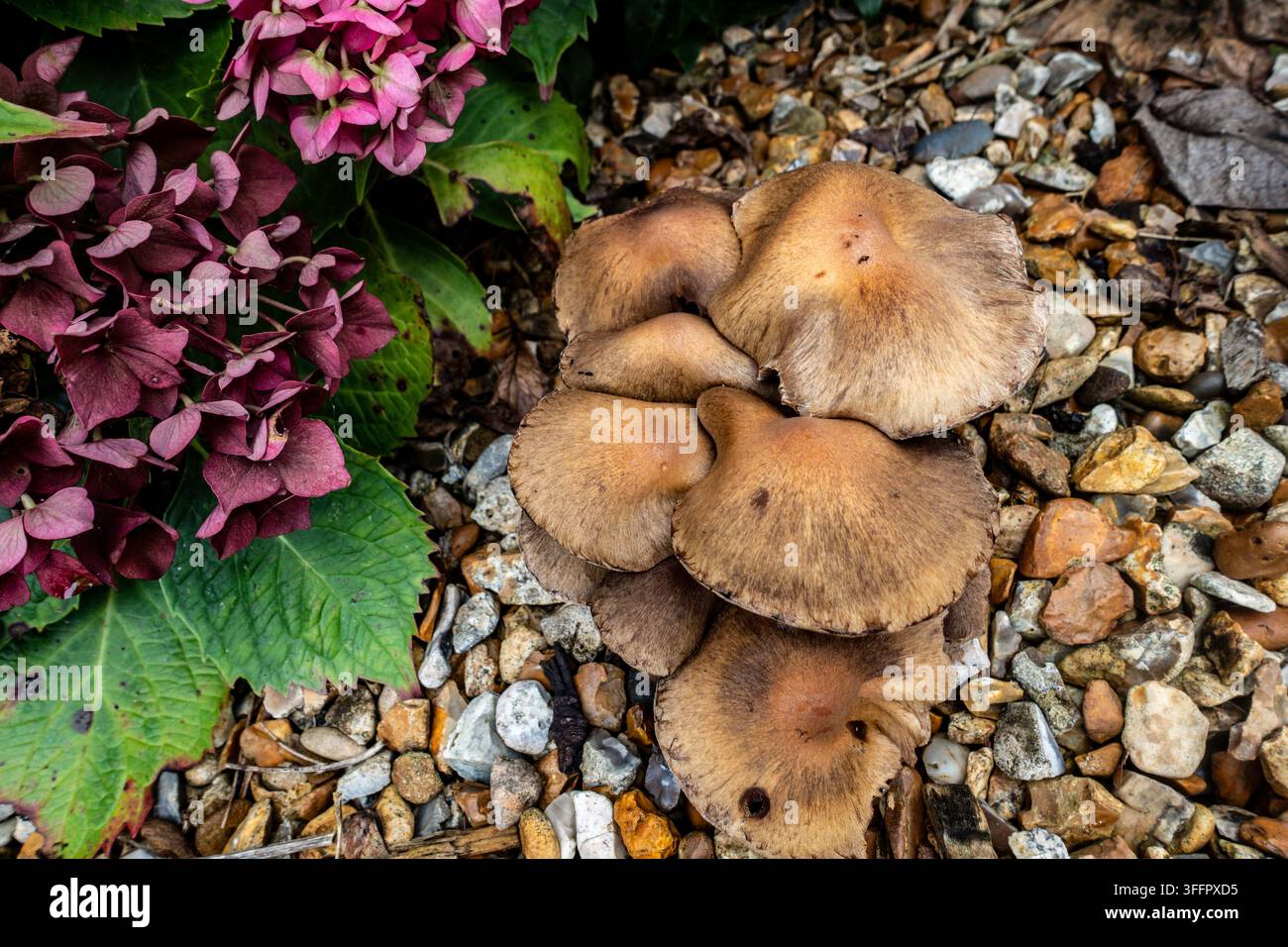 Gruppo di funghi marroni selvatici che crescono accanto a fiori di ortensia rosa su ghiaia da giardino a Dublino, Irlanda. Foto Stock